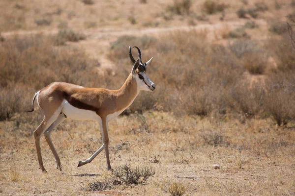 Springfield, Antidorcas Marsupialis, çölün kuru otlaklarında yürüyor ve otluyor.