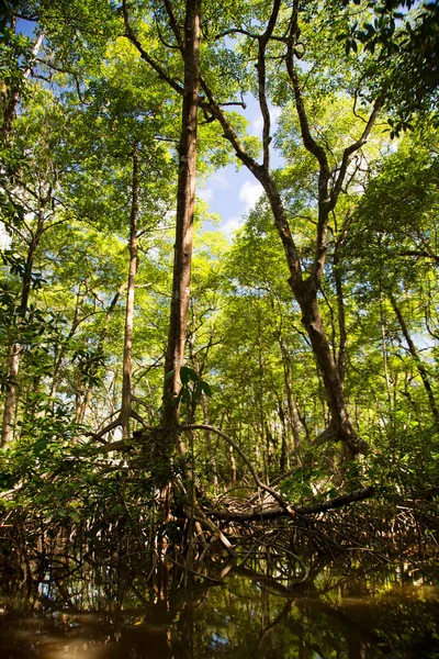 Denso Bosque Lluvioso Inundado Amazona Con Hojas Verdes Río —  Fotos de Stock