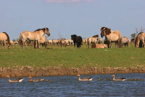 Prachtig Uitzicht Pony Paarden — Stockfoto