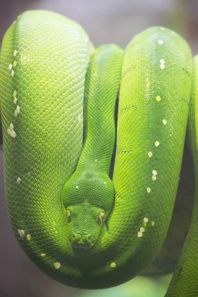 Yeşil bir yılana yakın çekim