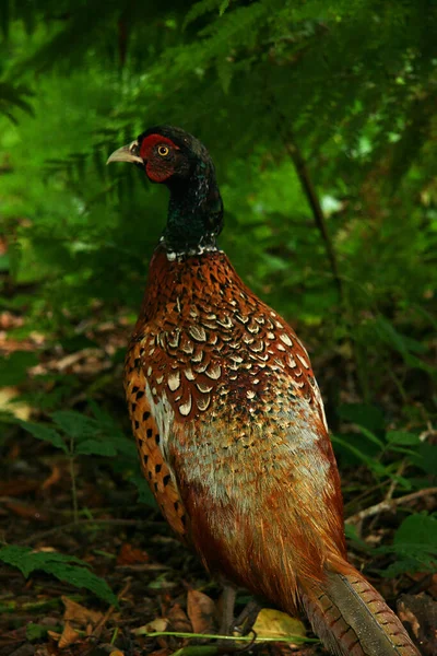 Hermoso Faisán Bosque — Foto de Stock