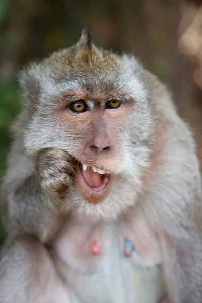 Pemakan Kepiting Atau Kera Ekor Panjang Macaca Fascicularis Santai Mengamati — Stok Foto