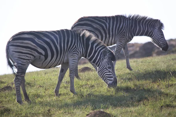 Afrika Daki Ulusal Parktaki Zebraların Görüntüsü — Stok fotoğraf
