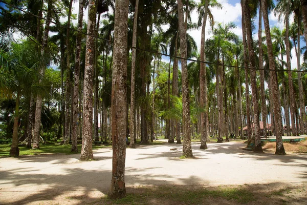 Palm Trees Park — Stock Photo, Image