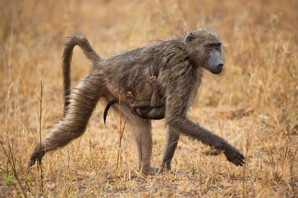 Cute Baboons Wild Environment — Stock Photo, Image