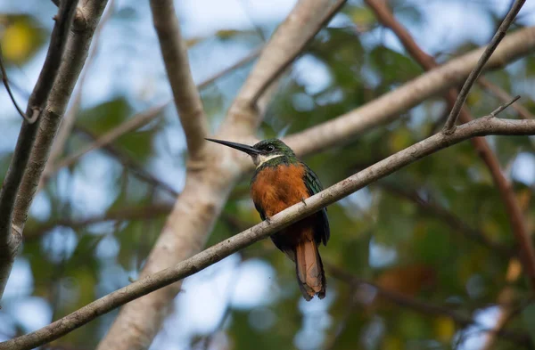 Uccello Seduto Ramo Albero — Foto Stock