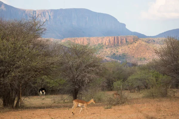 Piękny Krajobraz Afrykańskiej Sawanny — Zdjęcie stockowe