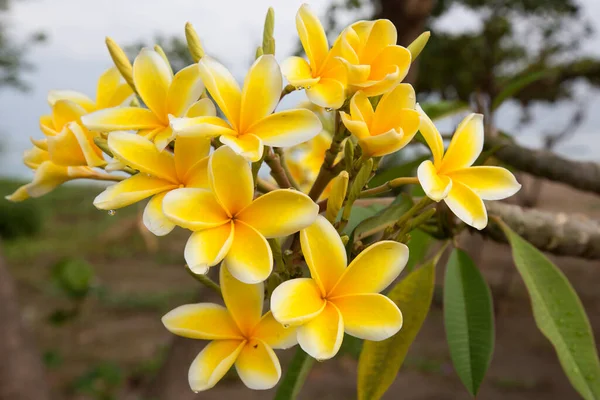Красиві Жовті Квіти Саду — стокове фото