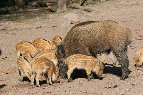 森の中の若い茶色の豚のグループは — ストック写真