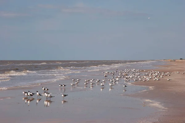 Seagulls Sandy Beach — Stock Photo, Image