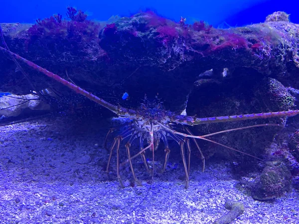 Vista Subacquea Bellissimo Mare Natura — Foto Stock