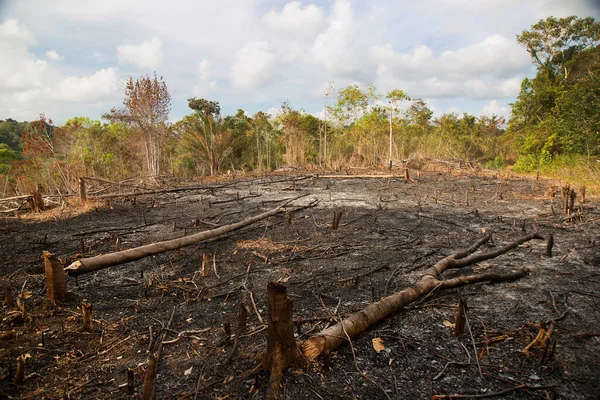 Ormanın içinde yanmış ağaçlar