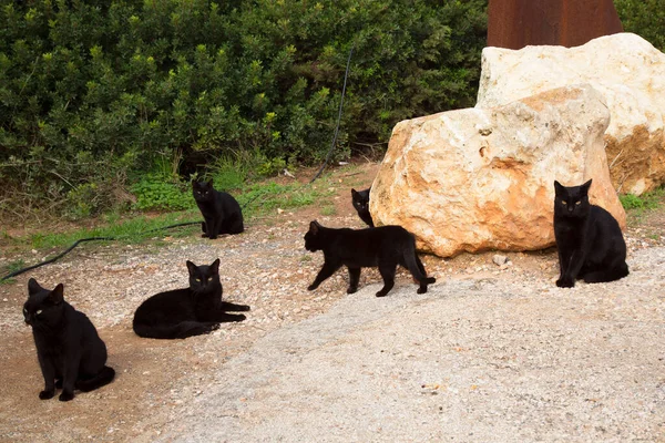 公園内の黒い猫は — ストック写真