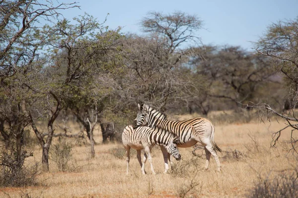 Zebra Montesa Equus Zebra Pastando Paisagem Campo Grama Aberta — Fotografia de Stock