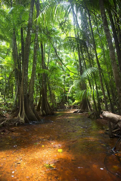 Hermosa Vista Del Río Vegetación Selva Soleada —  Fotos de Stock