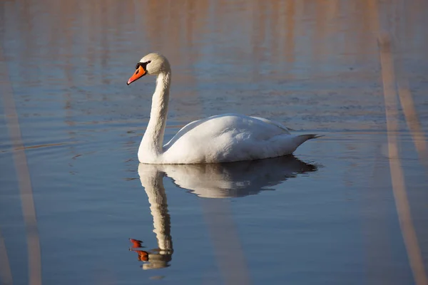 Witte Zwaan Het Meer — Stockfoto