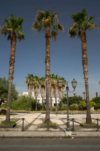 Palm Trees Park — Stock Photo, Image