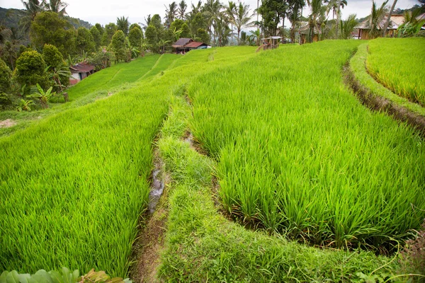 Reisfelder Oder Sawa Landschaft Mit Wachsenden Reispflanzen — Stockfoto