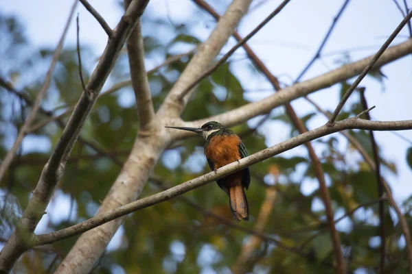 Pájaro Está Sentado Una Rama Árbol Bosque —  Fotos de Stock