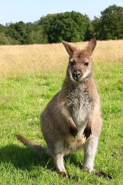 Close Shot Cute Kangaroo — Stock Photo, Image