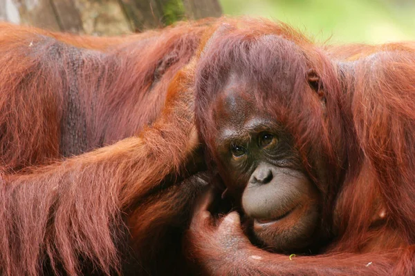 Two Grooming Sumatran Orangutan Pongo Abelii — Stock Photo, Image