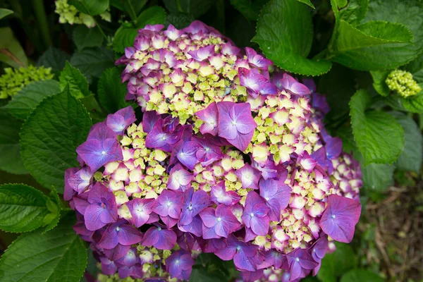 Vackra Blommor Hortensia Trädgården Vår Närbild — Stockfoto