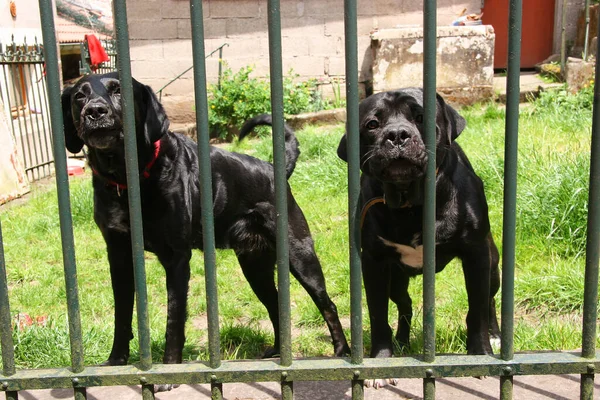 Portret Van Zwarte Honden — Stockfoto