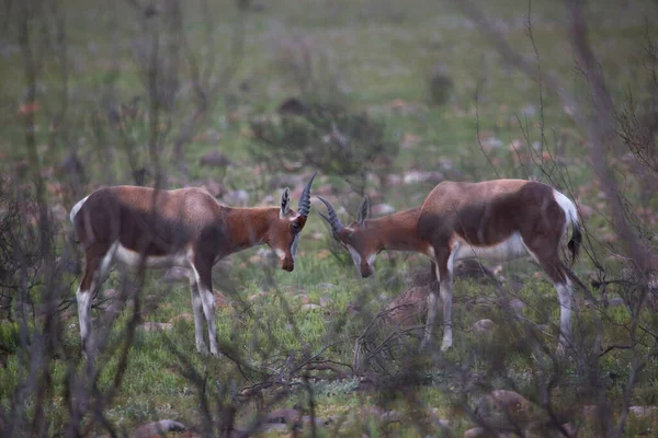 自然界中的羚羊群 国家公园 — 图库照片