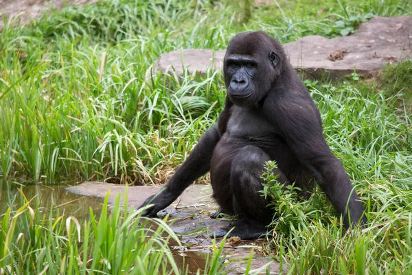 Black Gorilla Sitting Rock — Stock Photo, Image