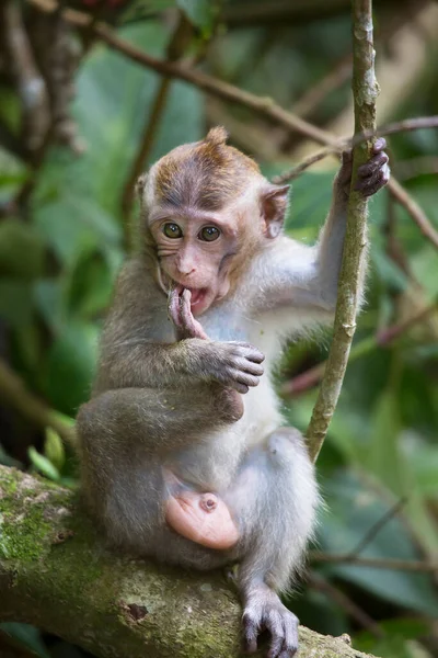 Caranguejo Jovem Macaco Cauda Longa Macaca Fascicularis Relaxado Observando Área — Fotografia de Stock