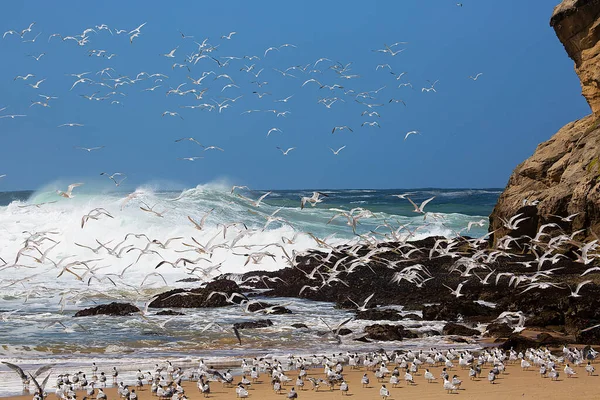 Daha büyük ibikli kırlangıçlar sürüsü