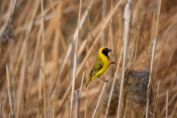 Cape Weaver Ploceus Capensis — Stok fotoğraf