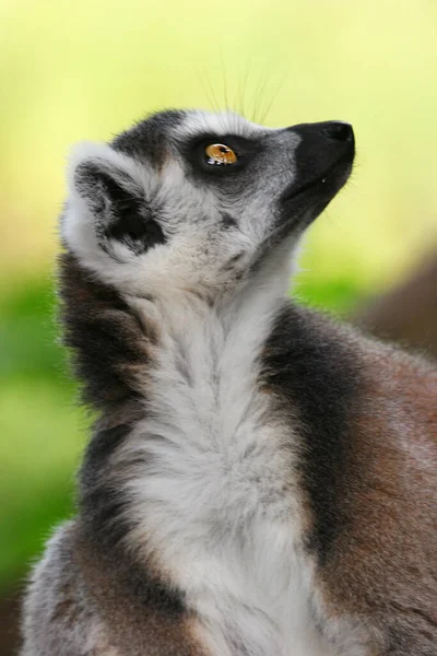 Lemur Białogłowy Lemur Catta — Zdjęcie stockowe