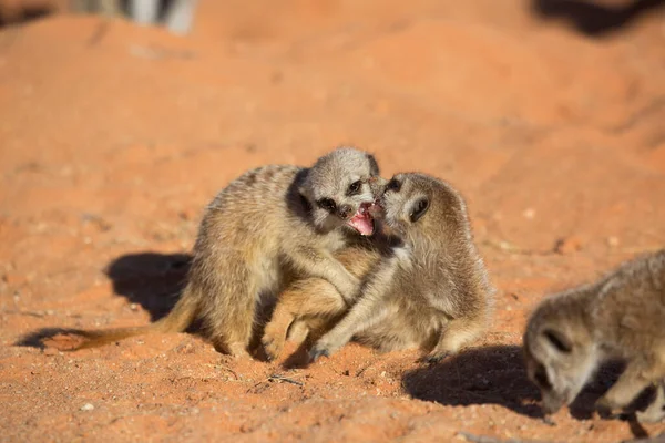Aile ya da mirket sürüsü, Suricata Suricatta, Kalahari Çölü 'nün kırmızı kumlarında nöbet tutuyor.