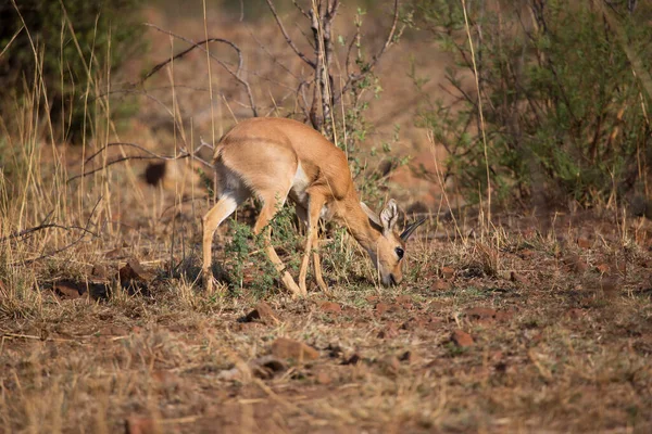 Whitetail Deer Buck Kruger National Park Botswana — Stock Photo, Image