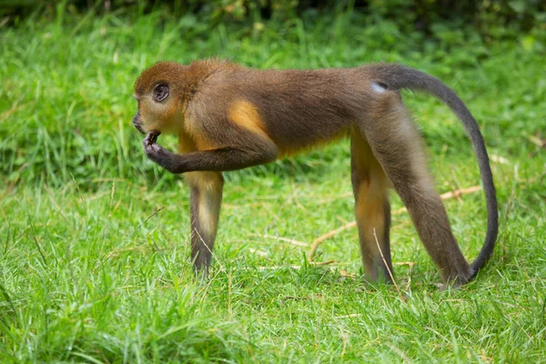 Jovem Toque Macaco Natureza — Fotografia de Stock