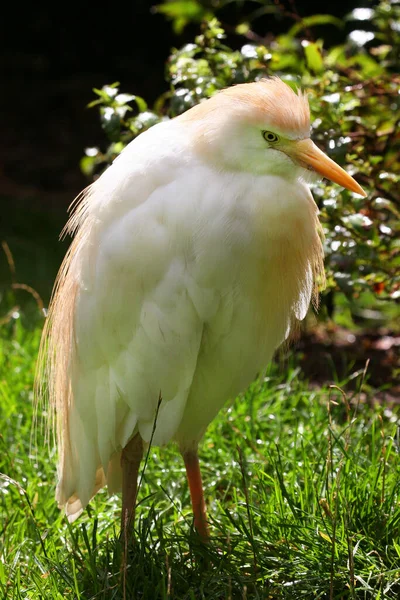 Beyaz Koereiger Kuşunun Görünümü — Stok fotoğraf