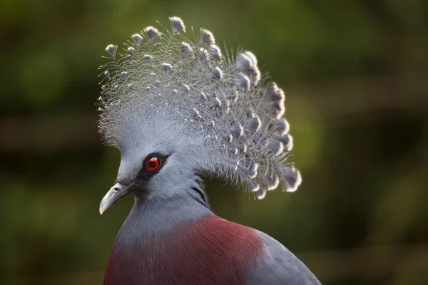 Batı Taçlı Güvercin Goura Cristata Nın Başıyla Yakın Çekim Görüntüsü — Stok fotoğraf