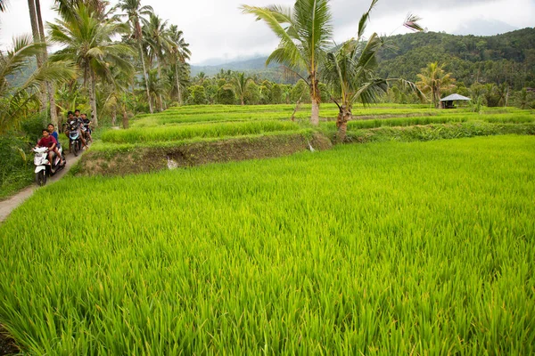 Arrozales Paisaje Sawa Con Plantas Arroz Crecimiento —  Fotos de Stock