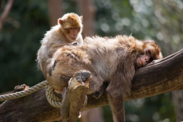 Close Sød Brun Tailed Macaque - Stock-foto