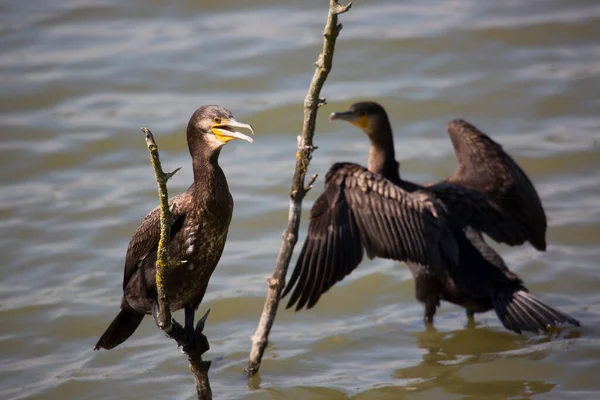 Aves Selvagens Por Lago Luz Solar Brilhante — Fotografia de Stock