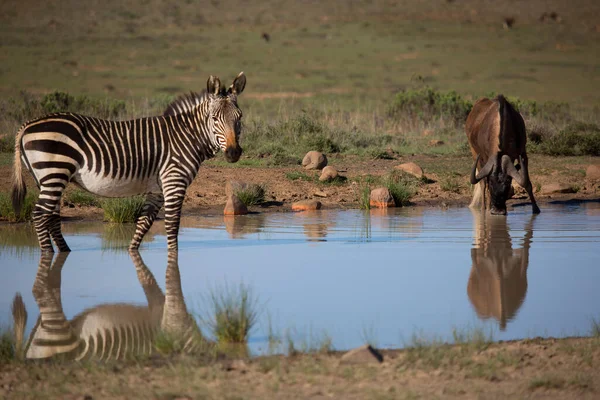 Zebras Touro Savana Kenya — Fotografia de Stock