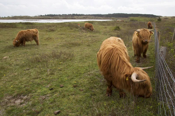 一群奶牛在绿色的草地上吃草 — 图库照片
