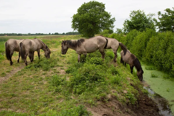 Kudde Wilde Konik Paarden — Stockfoto