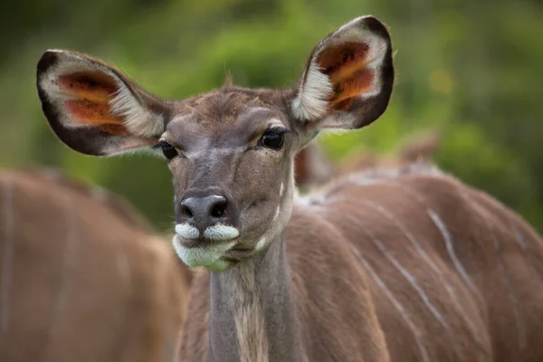 Savanadaki Vahşi Antilop Manzarası — Stok fotoğraf