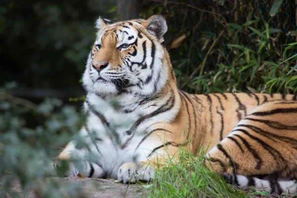 Ήρεμη Τίγρης Στο Ζωολογικό Κήπο — Φωτογραφία Αρχείου