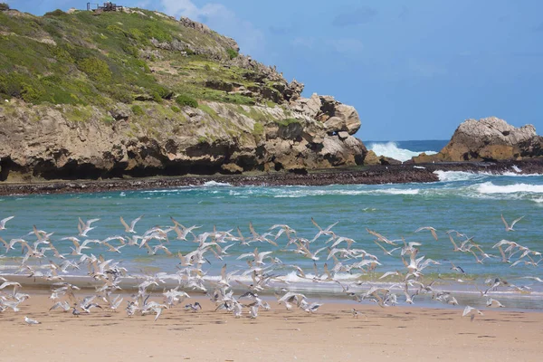 Daha büyük ibikli kırlangıçlar sürüsü