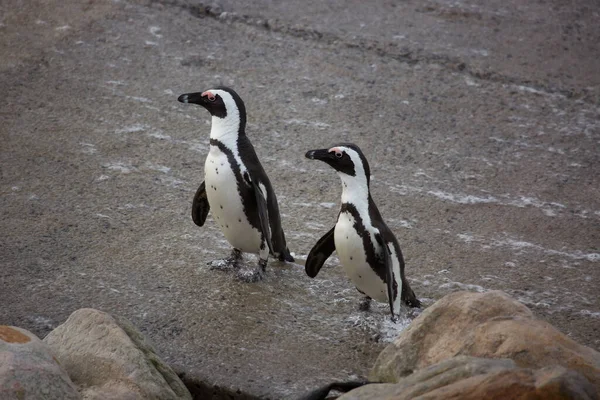 走来走去的非洲或非洲黑脚企鹅 在贝蒂湾的岩石海滩上与芬伯斯群居 — 图库照片