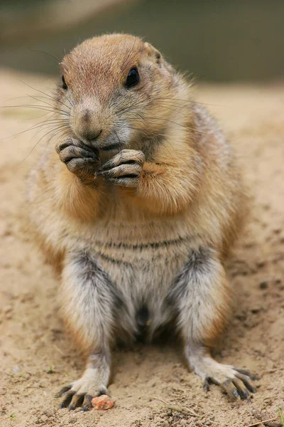 Closeup Shot Cute Squirrel — Stock Photo, Image