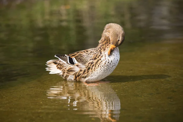 Mallard Wild Duck Anas Platyrhynchos Female — Stock Photo, Image